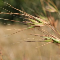 Kangaroo Grass