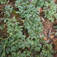 Creeping Brookweed