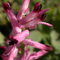 Fumaria, Wall Fumitory