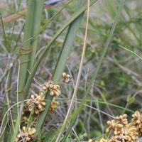 Many-flowered Mat-rush