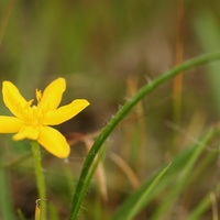 Golden Weather-grass