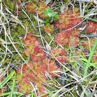 Scented Sundew