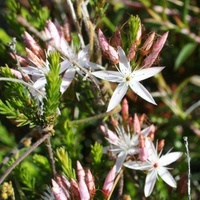 Common Fringe-myrtle