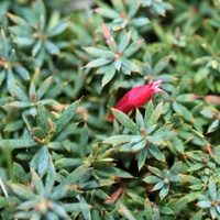 Cranberry Heath