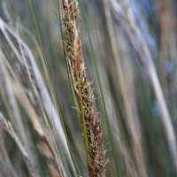 Chaffy Saw-sedge