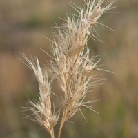 Common Wallaby-grass