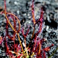Forked Sundew