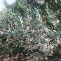 Coast Daisy-bush