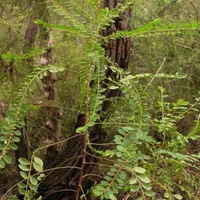 Shrubby Spurge