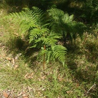 Austral Bracken