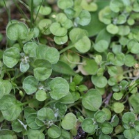 Spoon Cudweed