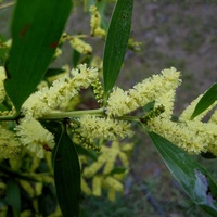 Sallow Wattle