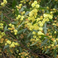 Varnish Wattle