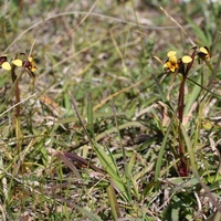 Swamp Diuris