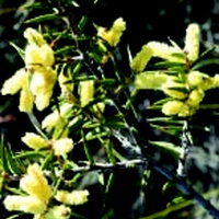 Spike Wattle