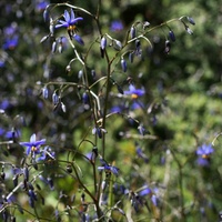 Coastal Flax-lily