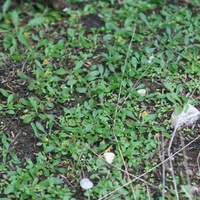 Hairy Plaintain