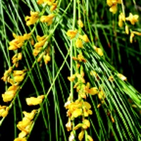 Golden Spray or Native Broom