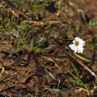 Wet-heath Daisy