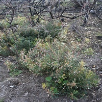 Silver Banksia