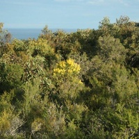 Golden Wattle