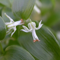 Bridal Creeper