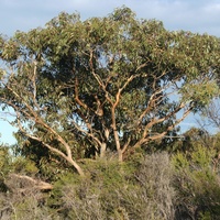 Anglesea Grey Gum