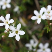 Creeping Brookweed