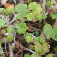 Stinking Pennywort