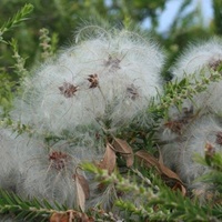 Small-leaved Clematis