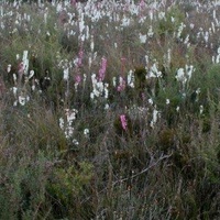 Common Heath