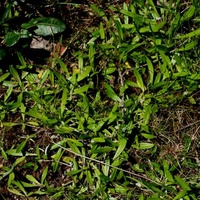 Creeping Cudweed