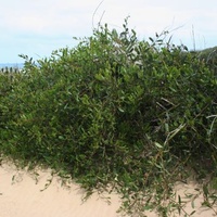 Coast Wattle