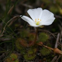 Scented Sundew