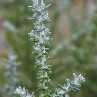 Peninsula Daisy-bush