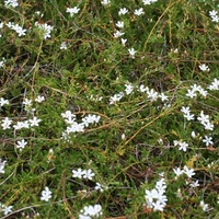 Creeping Brookweed