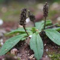 Hairy Plaintain