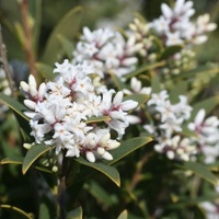 Coastal Beard-heath