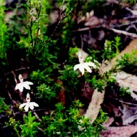 Angahook Caladenia