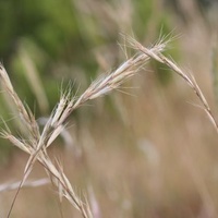 Slender Wallaby-grass