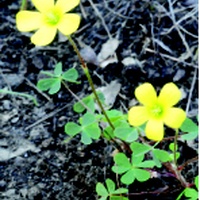 Wood-sorrel