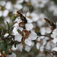 Silky Teatree or Heath Teatree