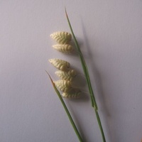 Quaking Grass