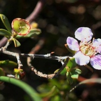 Silky Teatree or Heath Teatree