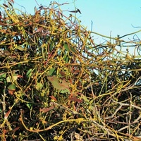 Coarse Dodder-laurel