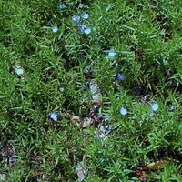 Slender Speedwell