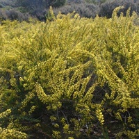 Gold-dust Wattle