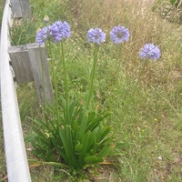 Agapanthus