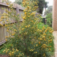 Large-leaf Bush-pea