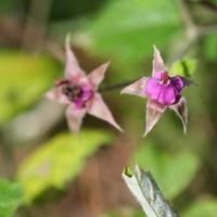 Native Raspberry